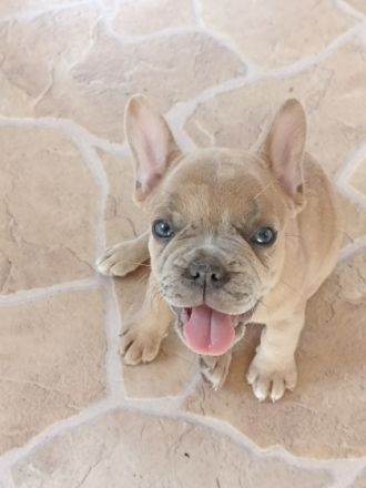 Unsere Kleinen möchten gern umziehen. Sie suchen ein