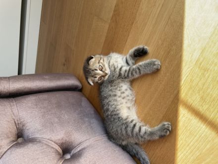 Hallo, Unsere wunderschöne Katzenmama hat am 02.06