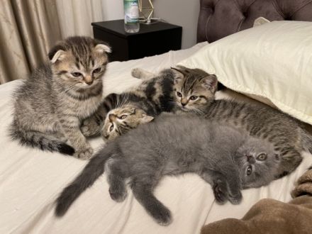 Hallo, Unsere wunderschöne Katzenmama hat am 02.06