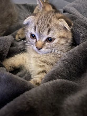 Hallo, Unsere wunderschöne Katzenmama hat am 02.06