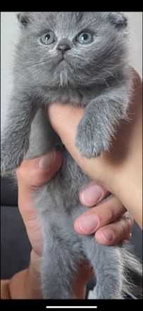 Hallo, Unsere wunderschöne Katzenmama hat am 02.06