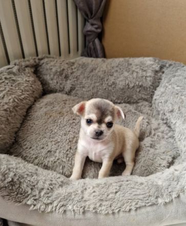 Hallo, Unsere Chihuahua Dame Harley hat am 29.06.22 3