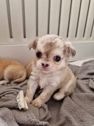 Hallo, Unsere Chihuahua Dame Harley hat am 29.06.22 3