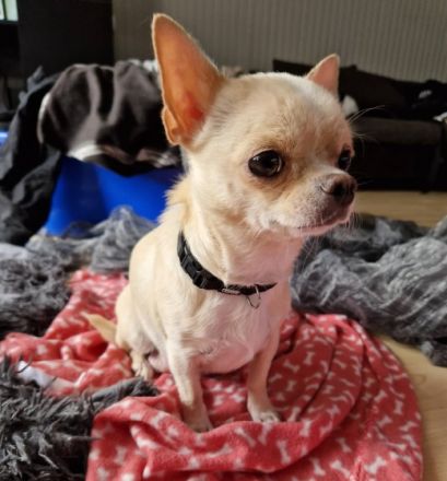 Hallo, Unsere Chihuahua Dame Harley hat am 29.06.22 3