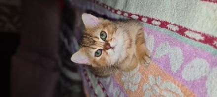 Hallo, wir sind 2 Mädchen geboren am 15 Mai, stubenrein