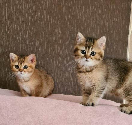 Hallo, wir sind 2 Mädchen geboren am 15 Mai, stubenrein