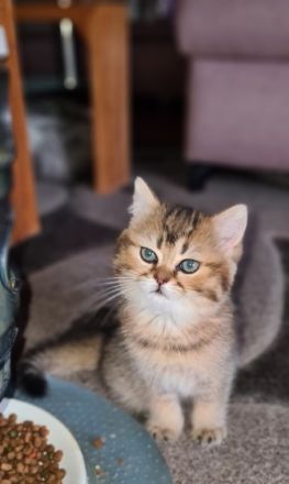 Hallo, wir sind 2 Mädchen geboren am 15 Mai, stubenrein