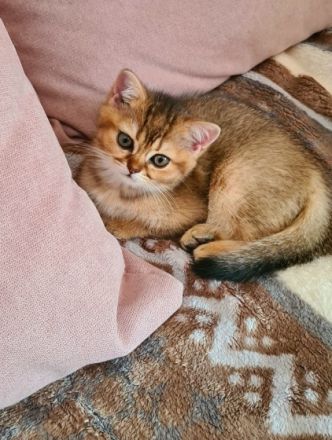 Hallo, wir sind 2 Mädchen geboren am 15 Mai, stubenrein