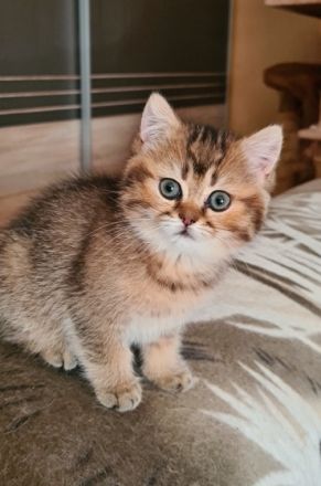 Hallo, wir sind 2 Mädchen geboren am 15 Mai, stubenrein