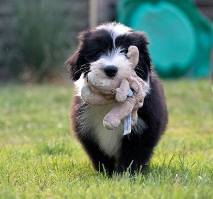 wir führen seit 1998 eine gepflegte kleine Bearded