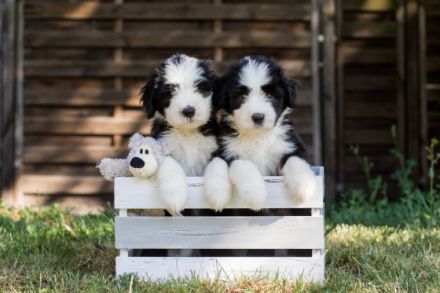 wir führen seit 1998 eine gepflegte kleine Bearded