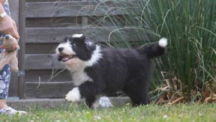 wir führen seit 1998 eine gepflegte kleine Bearded