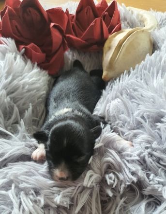 Ein Körbchen voller Glück . Unsere 4 Zwerge sind heute