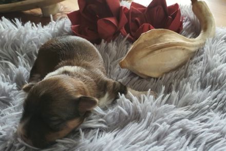 Ein Körbchen voller Glück . Unsere 4 Zwerge sind heute