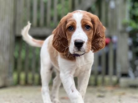 https://www.redandwhitesetter.at/wurfplanung Von den 7
