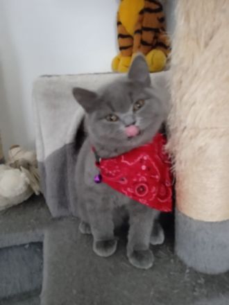 5 British Königsblaues Blut, Britisch Kurzhaar