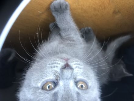 5 British Königsblaues Blut, Britisch Kurzhaar