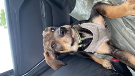 Ich bin Coco, 16 Wochen alt. Ich suche eine neue