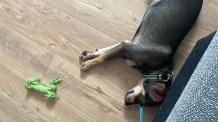 Ich bin Coco, 16 Wochen alt. Ich suche eine neue