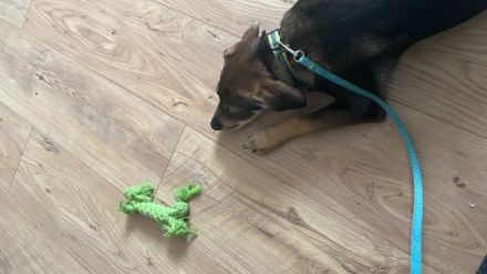 Ich bin Coco, 16 Wochen alt. Ich suche eine neue