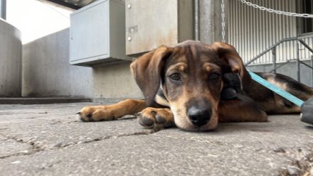 Ich bin Coco, 16 Wochen alt. Ich suche eine neue