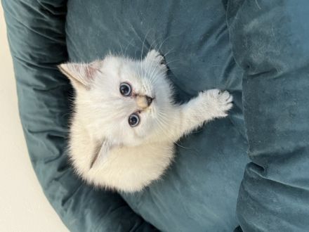 Am 25.05.22 hat unsere BKH Katze 4 bkh-Kitten zur Welt