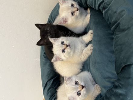 Am 25.05.22 hat unsere BKH Katze 4 bkh-Kitten zur Welt