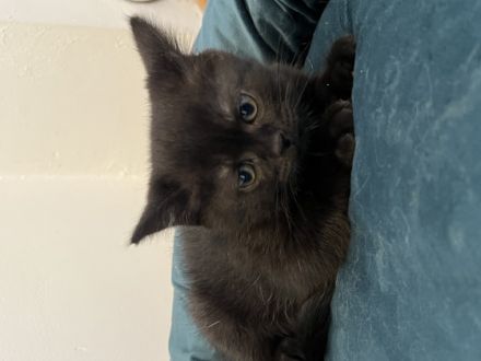 Am 25.05.22 hat unsere BKH Katze 4 bkh-Kitten zur Welt