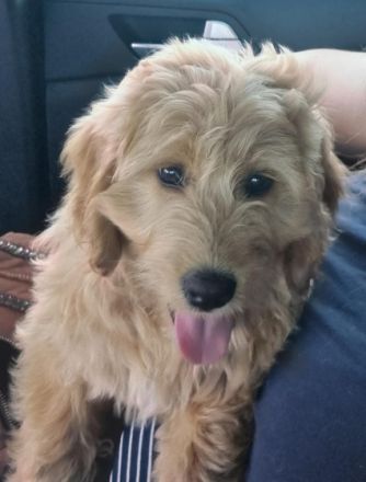 Wir suchen ein neues liebevolles Zuhause für die kleine