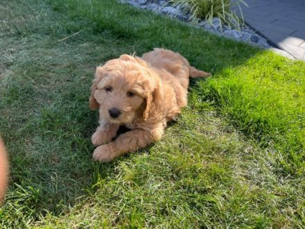 Wir suchen ein neues liebevolles Zuhause für die kleine