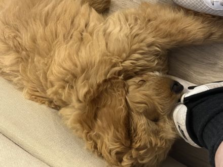 Wir suchen ein neues liebevolles Zuhause für die kleine