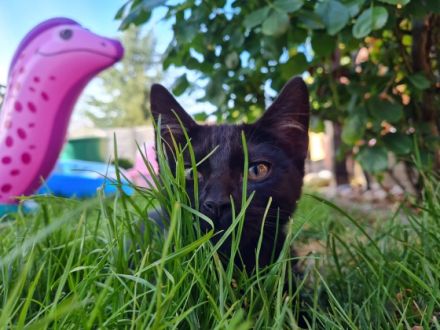 Wir haben noch einen schwarzen Kater abzugeben. Er ist