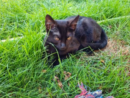 Wir haben noch einen schwarzen Kater abzugeben. Er ist