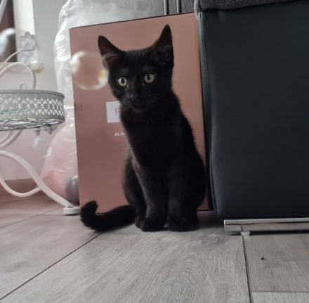 Wir haben noch einen schwarzen Kater abzugeben. Er ist