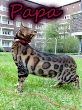 Meine drei, nicht komplett reinrassigen Bengal Kitten