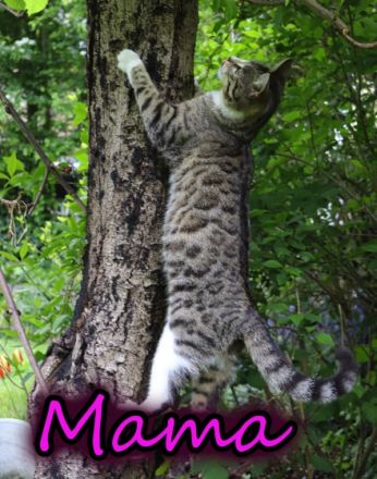 Meine drei, nicht komplett reinrassigen Bengal Kitten