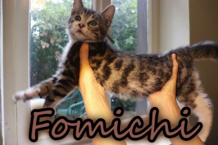 Meine drei, nicht komplett reinrassigen Bengal Kitten