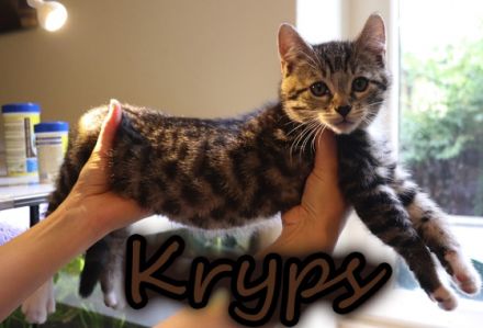 Meine drei, nicht komplett reinrassigen Bengal Kitten