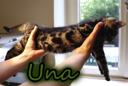 Meine drei, nicht komplett reinrassigen Bengal Kitten