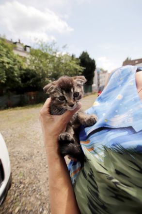 Zwei junge nette Kätzhen, geb. 20.04.2022, schwarze für