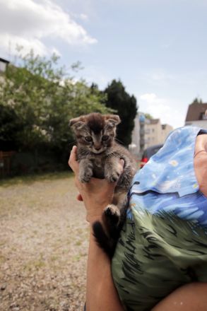 Zwei junge nette Kätzhen, geb. 20.04.2022, schwarze für