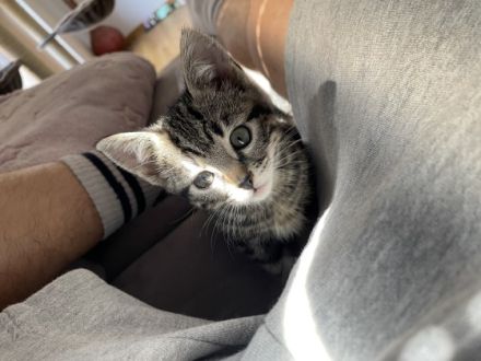 Ich habe noch ein 9 Wochen altes süßes Katzenmädchen