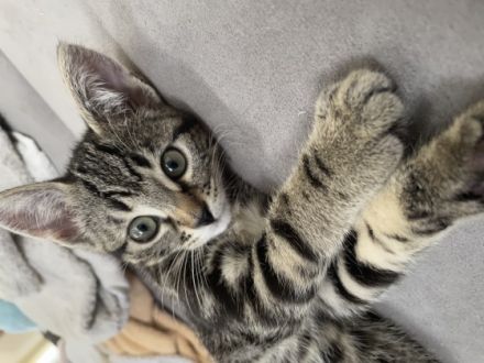 Ich habe noch ein 9 Wochen altes süßes Katzenmädchen