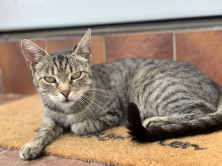 Sehr süße Kätzchen zu verkaufen, würde am 16.04.2022