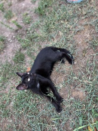 Sehr süße Kätzchen zu verkaufen, würde am 16.04.2022