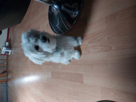 Poncho, Mit internationalem "Pet Passport"