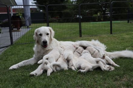 Unsere Hündin Luna hat wunderschöne Welpen bekommen.