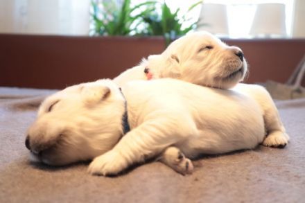 Unsere Hündin Luna hat wunderschöne Welpen bekommen.