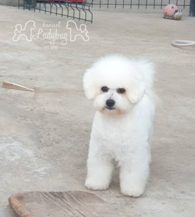 - Regelmäßig von inneren Parasiten gereinigt - geimpft