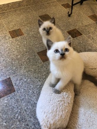 Unsere BKH Katze hat am 15.04.22 fünf gesunden Kitten